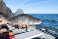 Fisherman holds a caught zander or pike perch in hands against the background of the Baltic sea. Fishing catch and Royalty Free Stock Photo