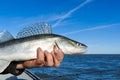 Fisherman holds a caught zander or pike perch in hands against the background of the Baltic sea. Fishing catch and Royalty Free Stock Photo