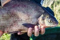 fresh fish in the hands of a fisherman Royalty Free Stock Photo