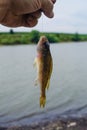 A fisherman holds a fish caught on a hook Royalty Free Stock Photo