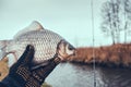 Fisherman holds a fish in his hand Royalty Free Stock Photo