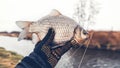 Fisherman holds a fish in his hand Royalty Free Stock Photo