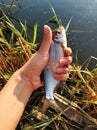 The fisherman holds in his hand a fish that has just been pulled out of the river Royalty Free Stock Photo