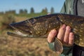 The fisherman holds a large pike in his hands. Royalty Free Stock Photo