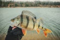 Fisherman holds a perch in his hand Royalty Free Stock Photo