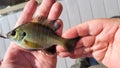 Fisherman holds small bluegill panfish fish caught on fishing fly hook at a dock