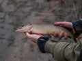 Fisherman holds small northern pike Esox lucius