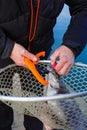 The fisherman holds the trout with a special fishing grip in the net.