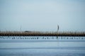 Fisherman hut, bamboo and wooden stick structure oyster farm above sea wetland with clear sky background