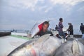 Fisherman are loading tuna to the seafood market