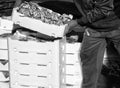 Fisherman making stack of crates full of freshly caught fish.