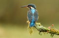 A fisherman martin watches from a branch