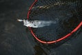 Fisherman picking up big rainbow trout from his fishing net