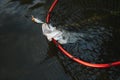 Fisherman picking up big rainbow trout from his fishing net