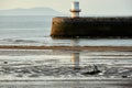 Fisherman picking worms at low tide in Whitehaven Harbour, Cumbria