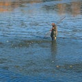 Fisherman in the pond. Traditional autumn catch of ponds. Czech pre-Christmas tradition.