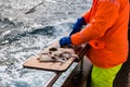 Fisherman Preparing cod during boat trip, Iceland Royalty Free Stock Photo