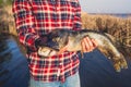 The fisherman in the red shirt is holding a fish pike caught on a hook Royalty Free Stock Photo