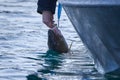 Fisherman releases Atlantic cod with pliers