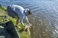 Fisherman releases the carp back into the water