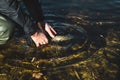 The fisherman releases the caught pike fish back into the river.