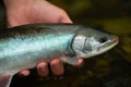 fisherman releases the char back into the fresh water