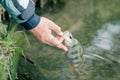 Fisherman releases the fish caught in the lake or river Royalty Free Stock Photo