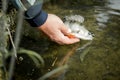 Fisherman releases the fish caught in the lake or river Royalty Free Stock Photo