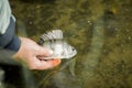 Fisherman releases the fish caught in the lake or river Royalty Free Stock Photo