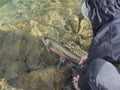 Fisherman releasing his trophy to the clear artic lake. Man figure holding tale of big Arctic char or charr, Salvelinus Royalty Free Stock Photo