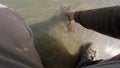 Fisherman releasing lenok fish back into the river. Catch and release on a sunny day, freshwater fish