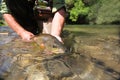 Fisherman releasing little trout in river