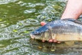 Fisherman releasing living fish common carp back into the wate