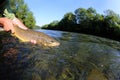 Fisherman releasing the trout