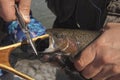 Fisherman removes hook from trout`s mouth