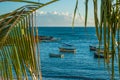 Fisherman`s boats anchored framed by coconut palm on the Rio Vermelho beach in Salvador, Brazil