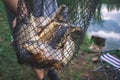 Fisherman`s catch fish in nets on the pond. Royalty Free Stock Photo