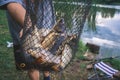 Fisherman`s catch fish in nets on the pond. Royalty Free Stock Photo