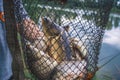 Fisherman`s catch fish in nets on the pond. Royalty Free Stock Photo