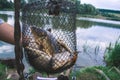Fisherman`s catch fish in nets on the pond. Royalty Free Stock Photo