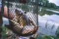 Fisherman`s catch fish in nets on the pond. Royalty Free Stock Photo