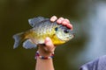Young hand holding bluegill fish Royalty Free Stock Photo