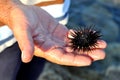 Fisherman's hand holding a sea urchin