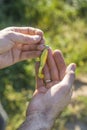Fisherman`s hands present a rubber spinning bait