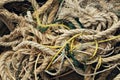 Fisherman`s white ropes texture close-up Royalty Free Stock Photo