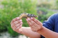 Fisherman Show Live Black Tiger Shrimp in His Hands in the Morning Royalty Free Stock Photo