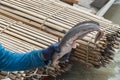 Fisherman showing big catfish Royalty Free Stock Photo