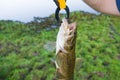 Fisherman showing fish that caught with artificial bait, Traira Royalty Free Stock Photo