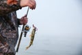 fisherman shows hooked fish with copy space Royalty Free Stock Photo