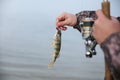 Fisherman shows hooked fish with copy space Royalty Free Stock Photo